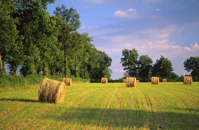 Paysage bottes de paille